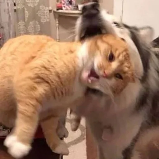 😘 Стикер «Stupid Cattos» для Telegram