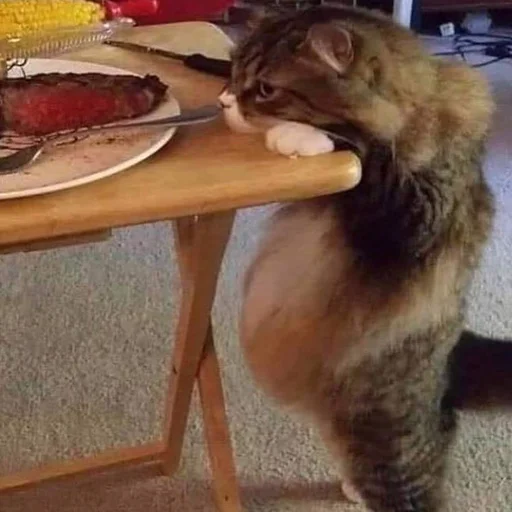 🍔 Стикер «Stupid Cattos» для Telegram