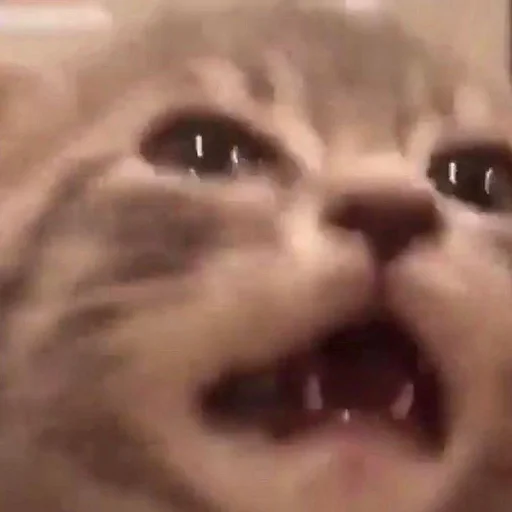 😭 Стикер «Stupid Cattos» для Telegram