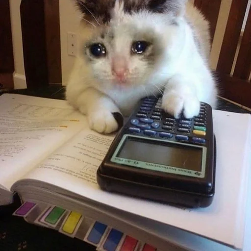 👨‍🎓 Стикер «Stupid Cattos» для Telegram