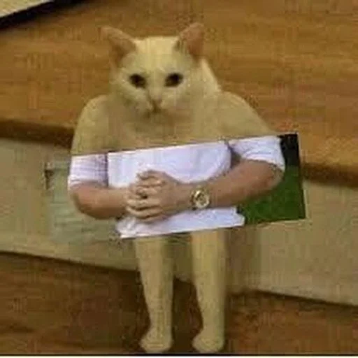 😐 Стикер «Stupid Cattos» для Telegram