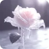 🤍 Эмодзи «⌗. 𝐒𝐮𝐚﹙﹚𝒃𝒚» для Telegram