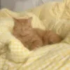 Стикер 20 Sweet Yellow