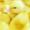 Стикер 9 Sweet Yellow