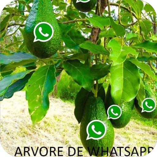 🫥 Стикер «WhatsApp memes» для Telegram