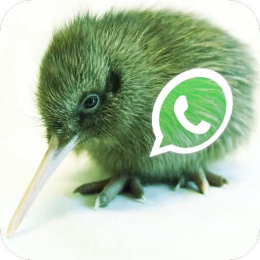 🫥 Стикер «WhatsApp memes» для Telegram