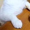 🤡 Эмодзи «Смешные картинки» для Telegram