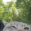 🤡 Эмодзи «Смешные картинки» для Telegram