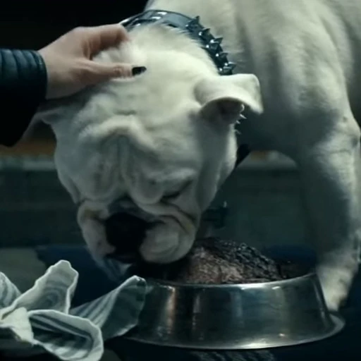 🤩 Стикер «Terror good boy» для Telegram