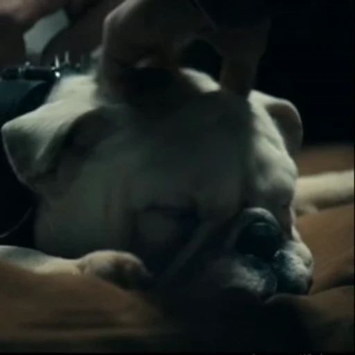 🫀 Стикер «Terror good boy» для Telegram