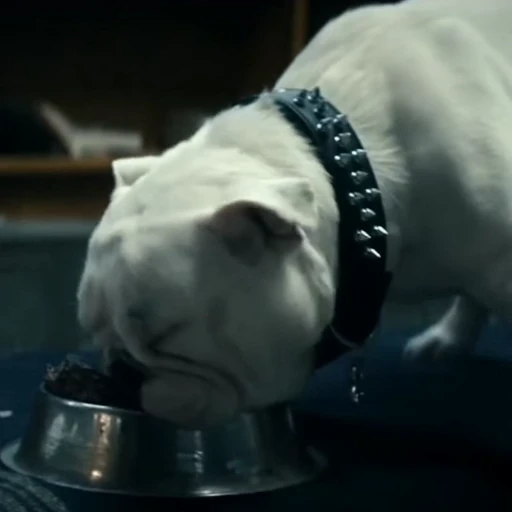 🤩 Стикер «Terror good boy» для Telegram