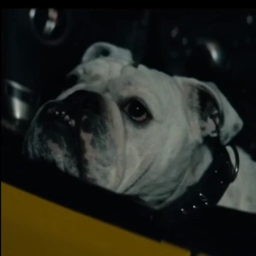 👀 Стикер «Terror good boy» для Telegram