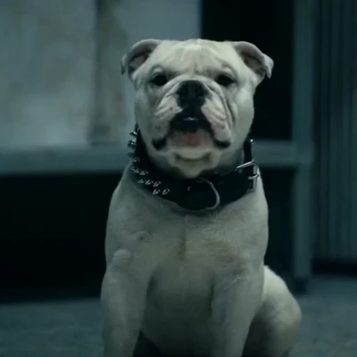 🤩 Стикер «Terror good boy» для Telegram