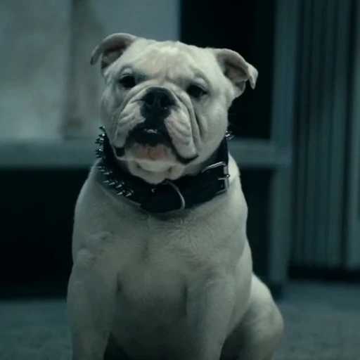 🤩 Стикер «Terror good boy» для Telegram