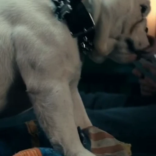 🤩 Стикер «Terror good boy» для Telegram