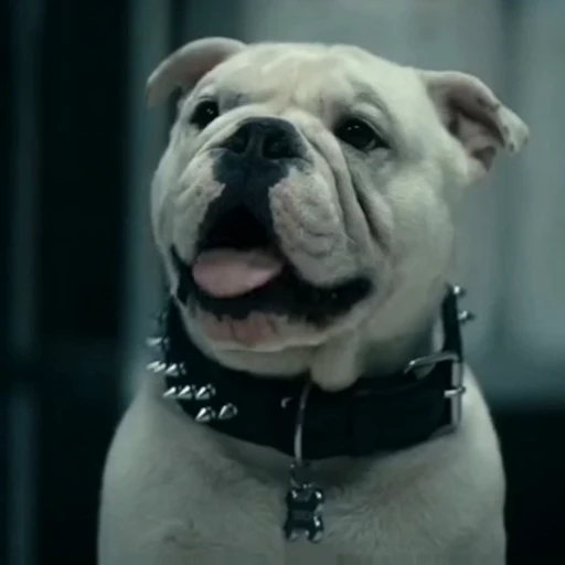 🤩 Стикер «Terror good boy» для Telegram