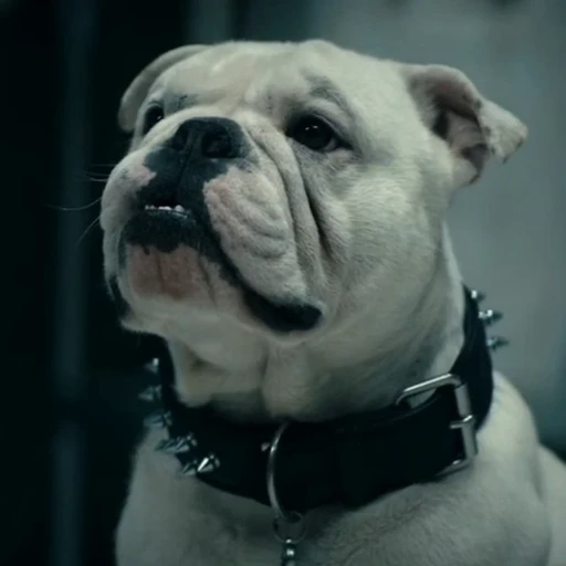 🤩 Стикер «Terror good boy» для Telegram