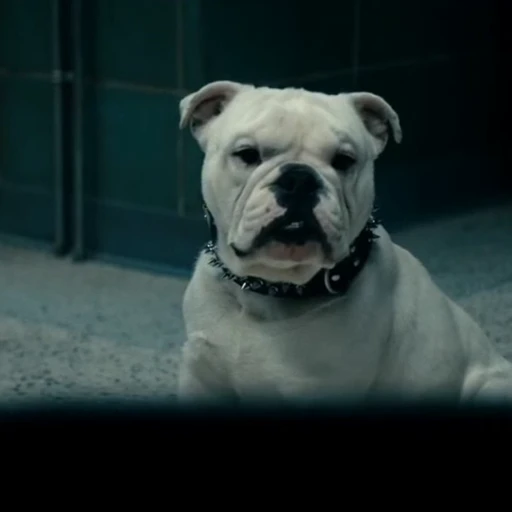 🤩 Стикер «Terror good boy» для Telegram