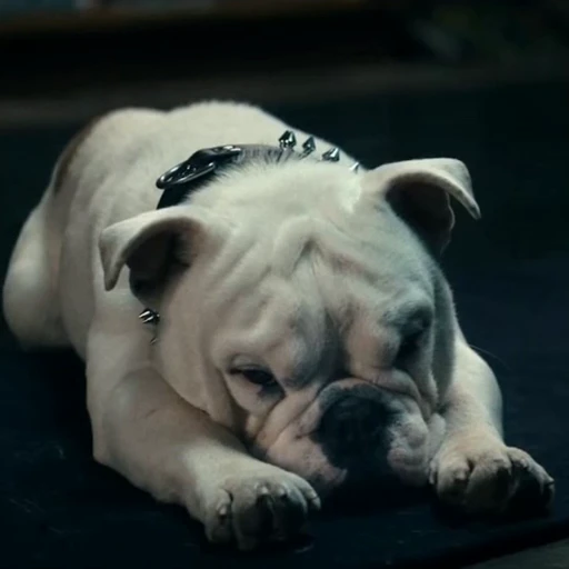 🤩 Стикер «Terror good boy» для Telegram