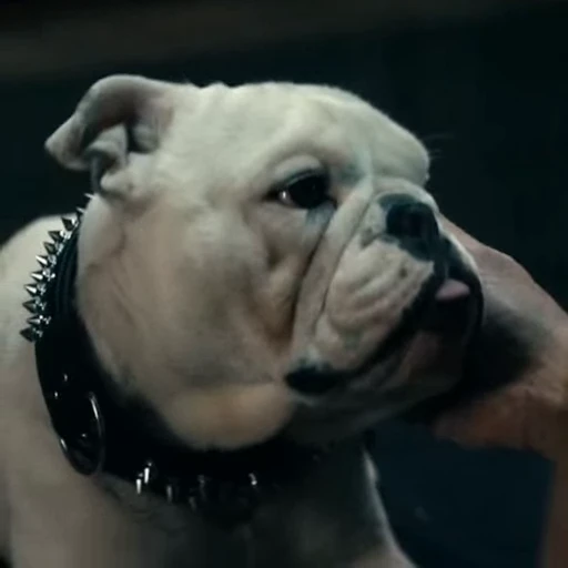 🤩 Стикер «Terror good boy» для Telegram