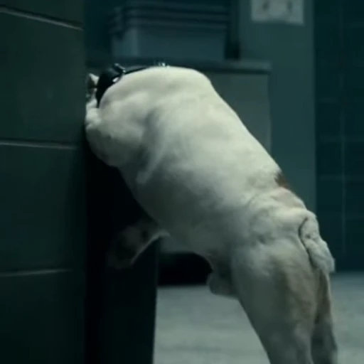 🤩 Стикер «Terror good boy» для Telegram