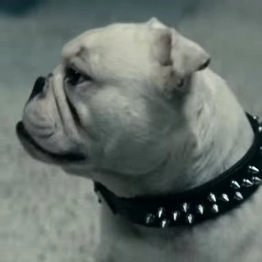 🤩 Стикер «Terror good boy» для Telegram