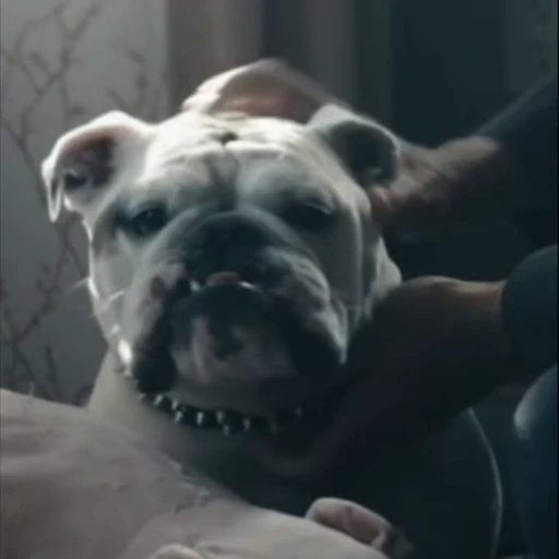 🫳 Стикер «Terror good boy» для Telegram