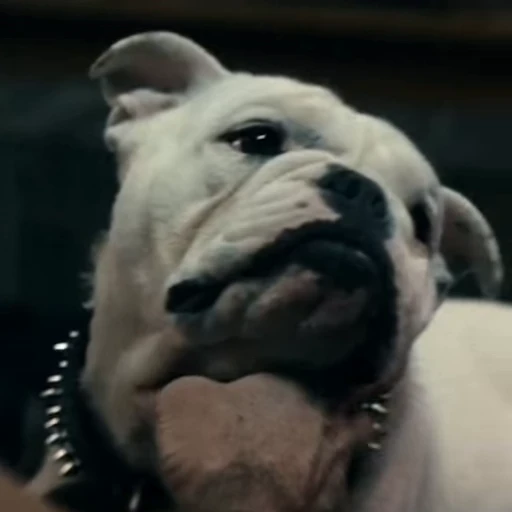 🤩 Стикер «Terror good boy» для Telegram