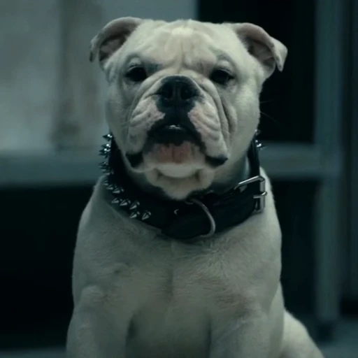 🤩 Стикер «Terror good boy» для Telegram