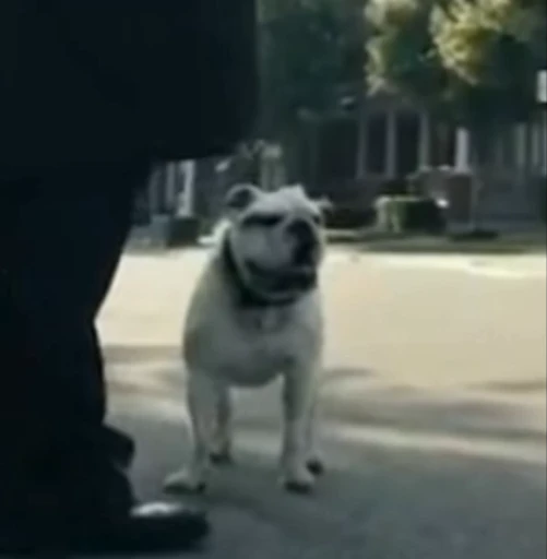 🐕 Стикер «Terror good boy» для Telegram
