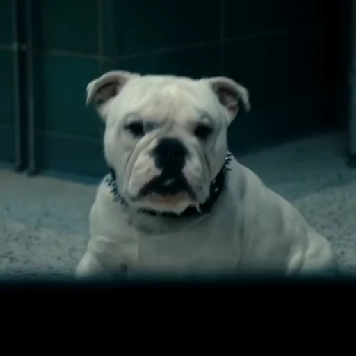🤩 Стикер «Terror good boy» для Telegram