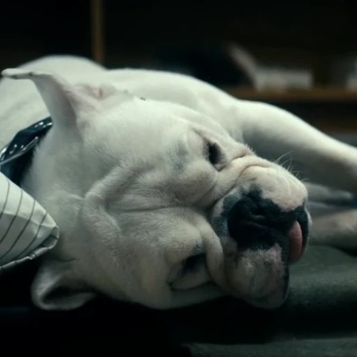 🤩 Стикер «Terror good boy» для Telegram