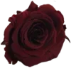 Стикер 60 𓏲 RꫀƊ ᥎Iδꫀˊ