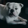 Обложка набора The Boys pt.2