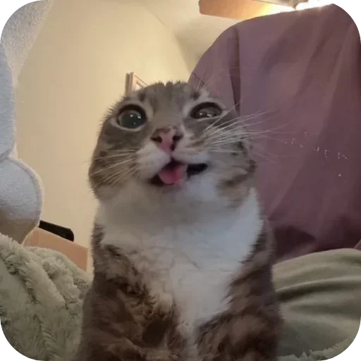 🐱 Стикер «Rigby» для Telegram