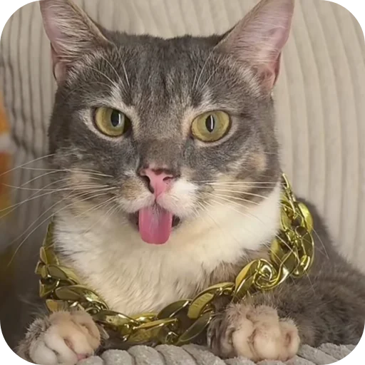 🐱 Стикер «Rigby» для Telegram