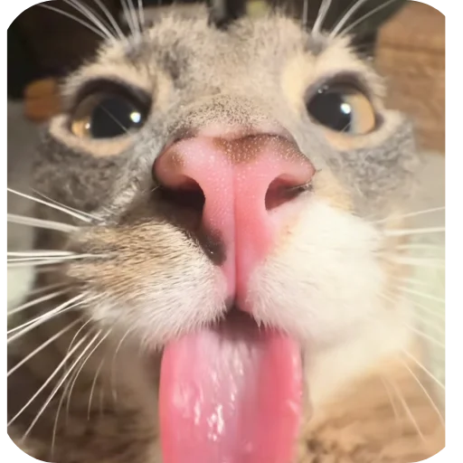 🐱 Стикер «Rigby» для Telegram