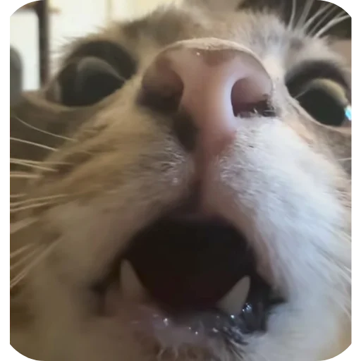 🐱 Стикер «Rigby» для Telegram