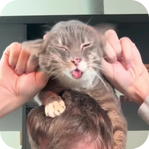 🐱 Стикер «Rigby» для Telegram