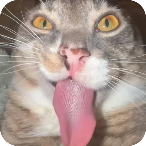 🐱 Стикер «Rigby» для Telegram