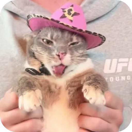 🐱 Стикер «Rigby» для Telegram