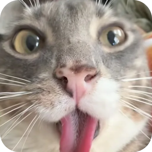 🐱 Стикер «Rigby» для Telegram
