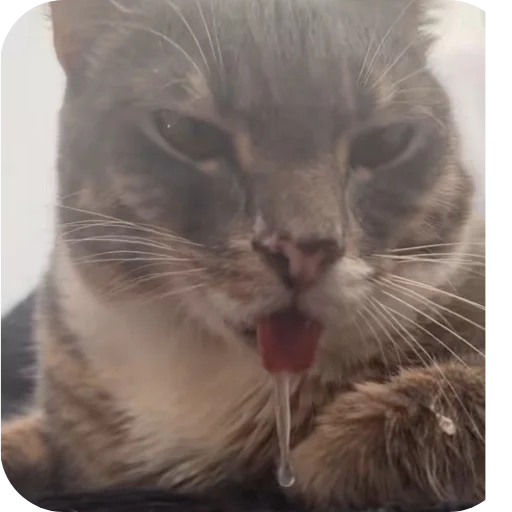 🐱 Стикер «Rigby» для Telegram