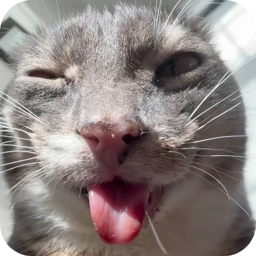 😉 Стикер «Rigby» для Telegram