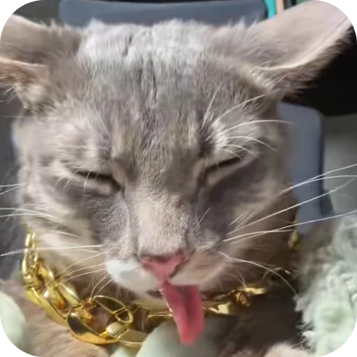 🐱 Стикер «Rigby» для Telegram