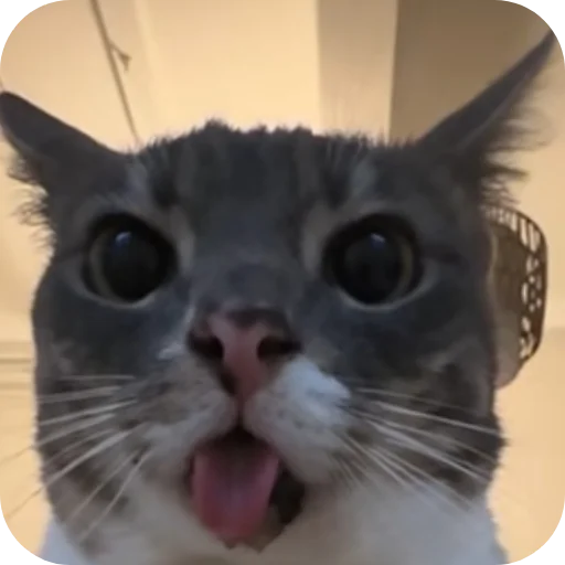 🐱 Стикер «Rigby» для Telegram