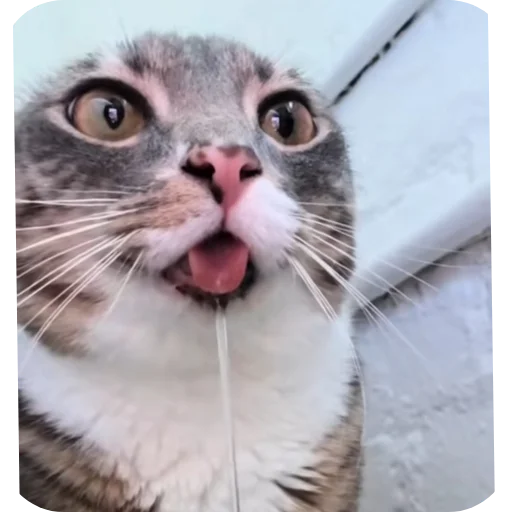 🐱 Стикер «Rigby» для Telegram