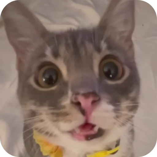 🐱 Стикер «Rigby» для Telegram