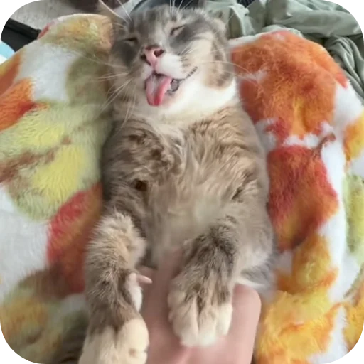 🐱 Стикер «Rigby» для Telegram