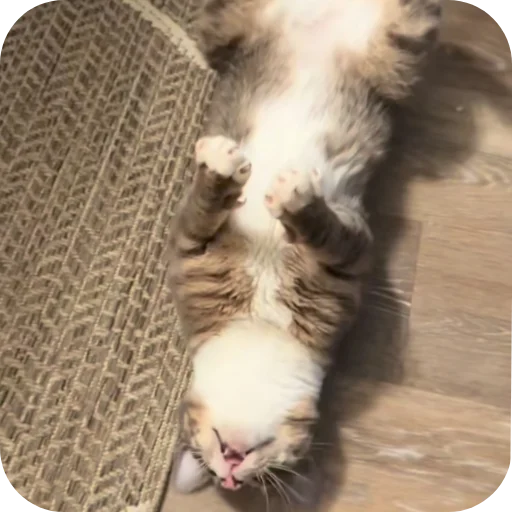 🐱 Стикер «Rigby» для Telegram